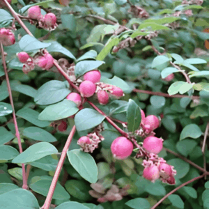 Symphorine Hancock, lot de 25 pièces