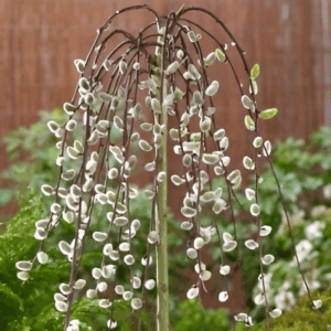 Saule marsault pleureur sur tige - Salix