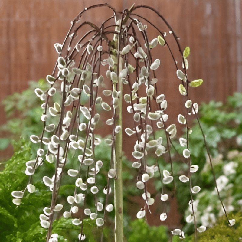 Saule marsault pleureur sur tige - Salix