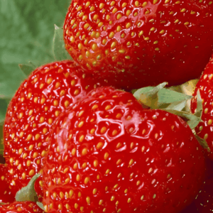 Lot de 6 fraisiers 'Wädenswil 6' - Fragaria