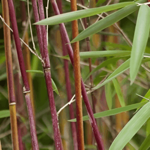 Bambous non traçant 'Jiuzhaigou' - Fargesia