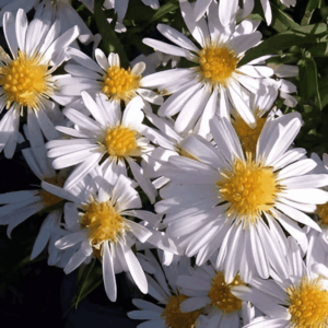 Aster nain blanc - Aster