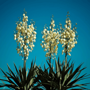 Yucca filamenteux