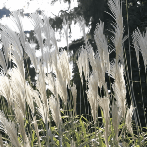 Roseau de Chine 'Gracillimus' - Miscanthus