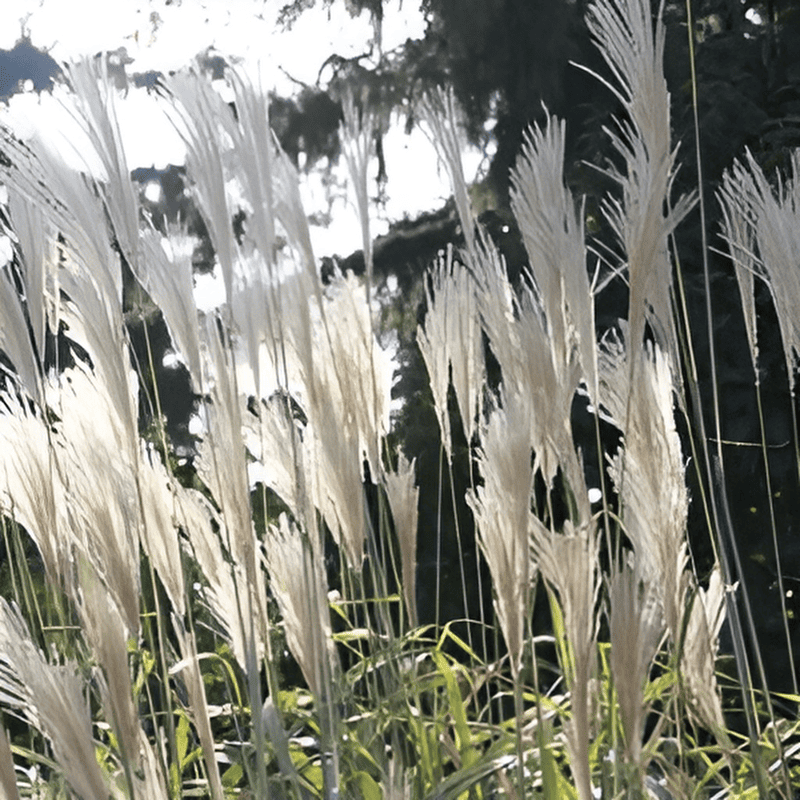 Roseau de Chine 'Gracillimus' - Miscanthus