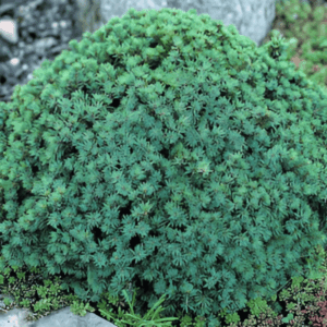 Epinette blanche 'Echiniformis' - Picea