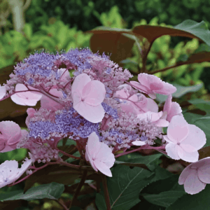 Hortensia aspera Hot Chocolate - Hydrangea