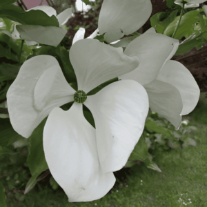 Cornouiller à fleurs 'Venus' - Cornus