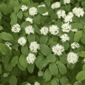 Cornouiller sanguin - Cornus- Bio Le Bourgeon