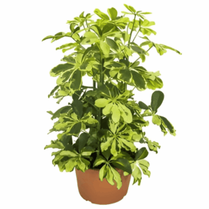 Schefflera panaché jaune