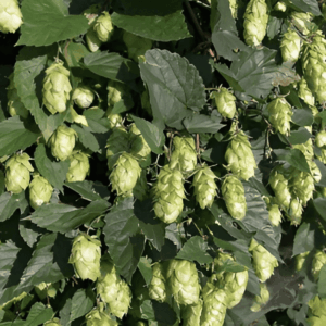 Houblon - Humulus