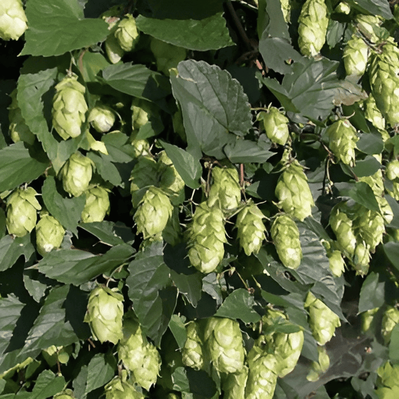 Houblon - Humulus
