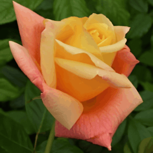 Rosier Sutter's Gold