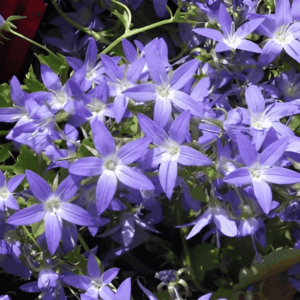 Campanule des murets - Campanula