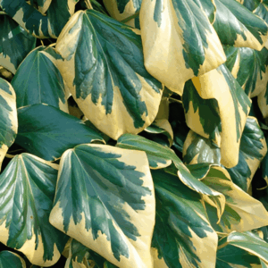 Lierre de Colchide 'Dentata Variegata'