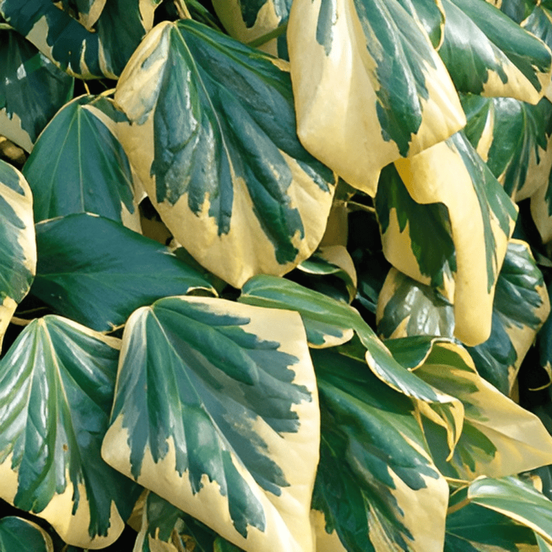 Lierre de Colchide 'Dentata Variegata'