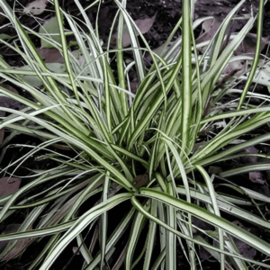 Laîche 'Ice Dance' - Carex