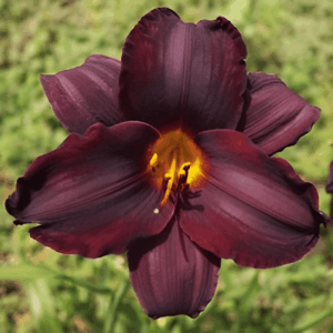 Lys d'un jour 'Black Stocking' - Hemerocallis