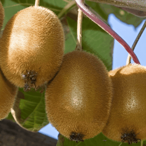Kiwi autofertile 'Jenny' - Actinidia