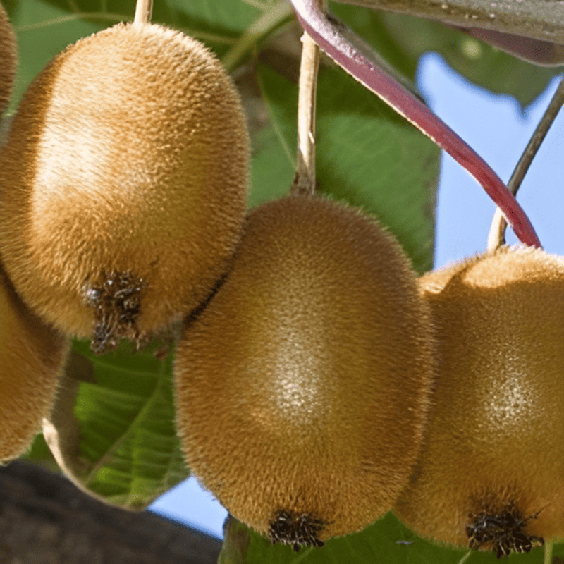 Kiwi autofertile 'Jenny' - Actinidia