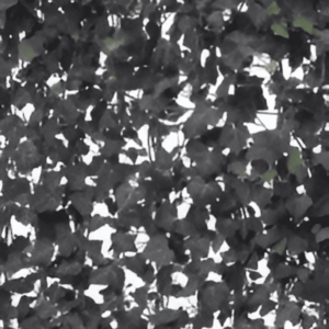 Lierre commun Woerner