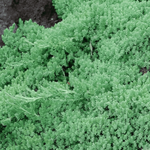 Genévrier rampant 'Nana' - Juniperus