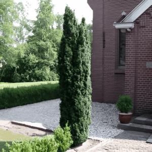 If fastigié 'Robusta' - Taxus