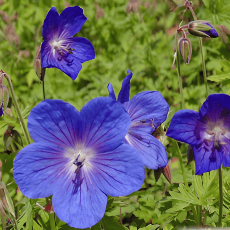 Géranium vivace de l'Himalaya - Geranium