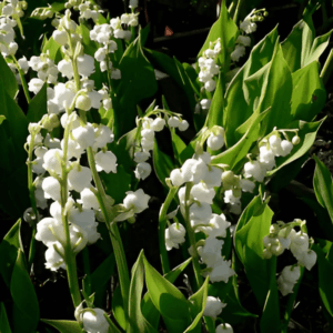 Muguet de mai - Convallaria