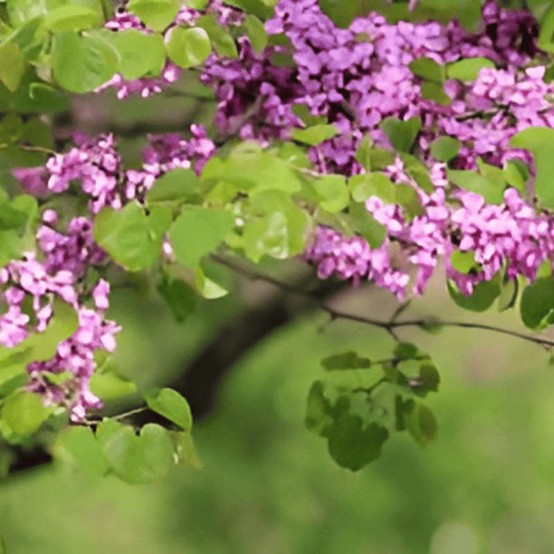 Gainier de Chine 'Avondale' - Cercis