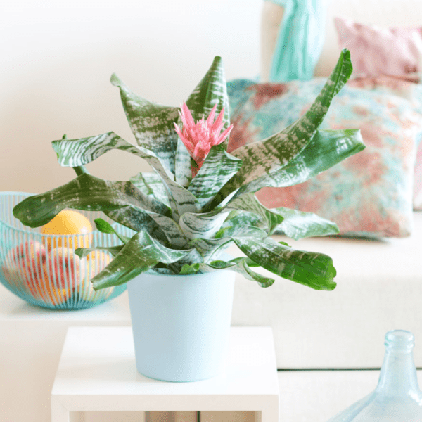 Aechmea Primera – Image 2