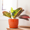 Croton Petra – Image 2