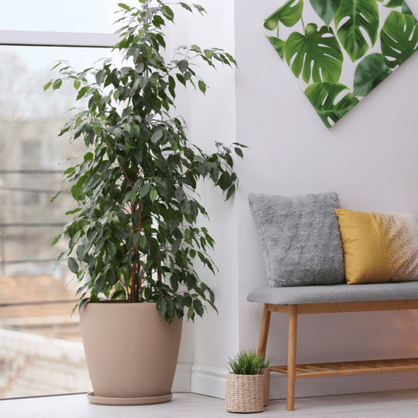 Ficus benjamina – Image 2