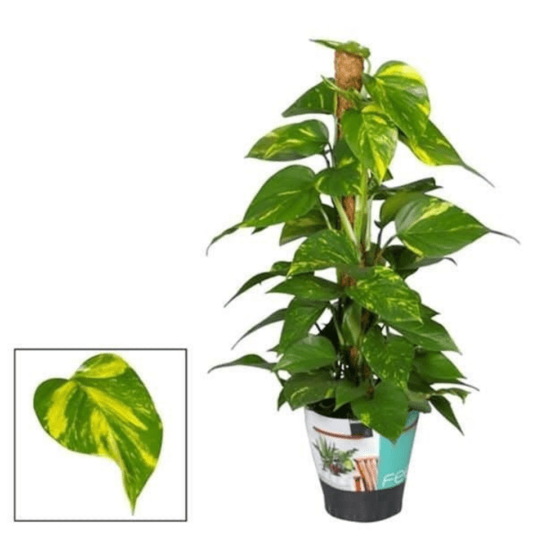 Pothos (Scindapsus)