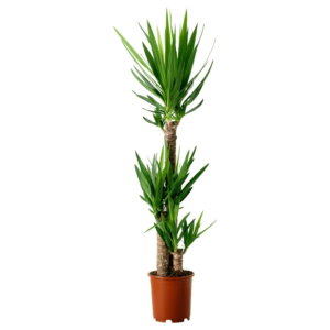 Yucca pied d'éléphant