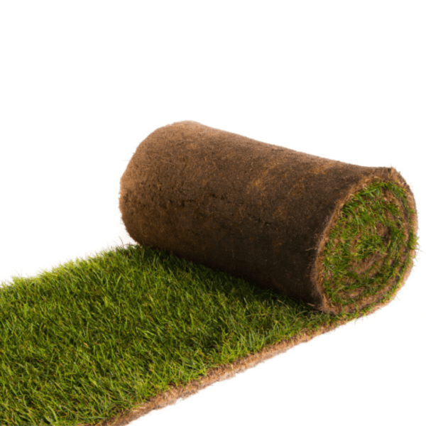 Gazon précultivé lot de 10 m2