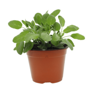 Sauge officinale - Salvia