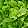Mélisse citronnelle - Melissa – Image 2