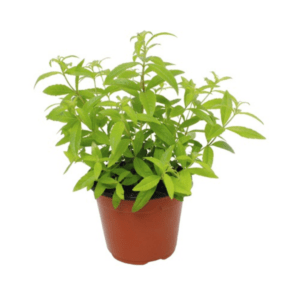 Verveine citronnelle - Aloysia
