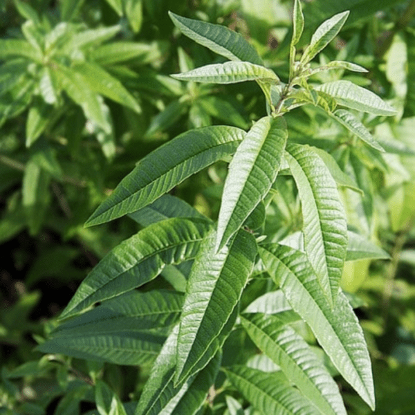 Verveine citronnelle - Aloysia – Image 2