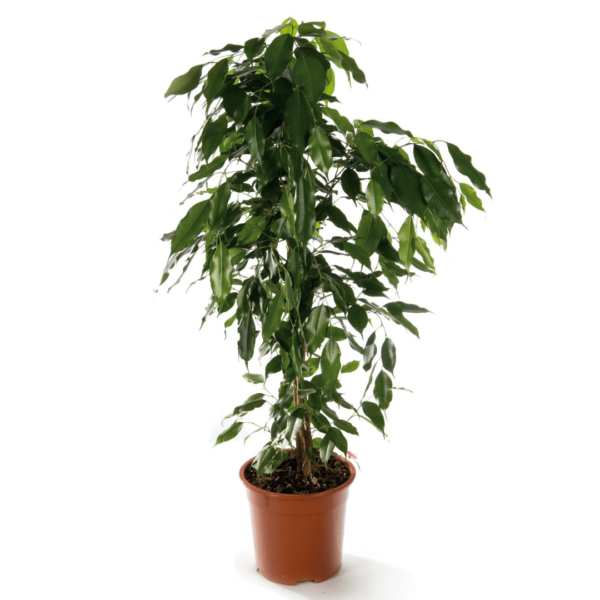 Ficus benjamina