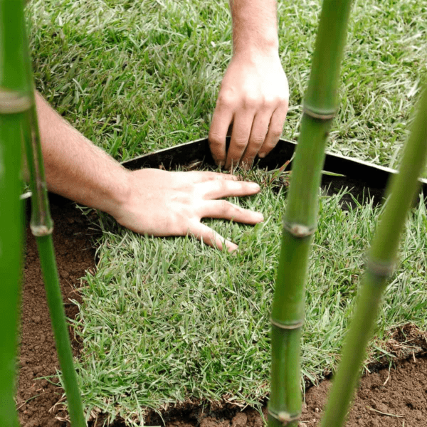 Barrière anti-rhizomes – Image 2