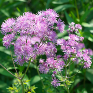 Pigamon à feuilles d’ancolie - Thalictrum