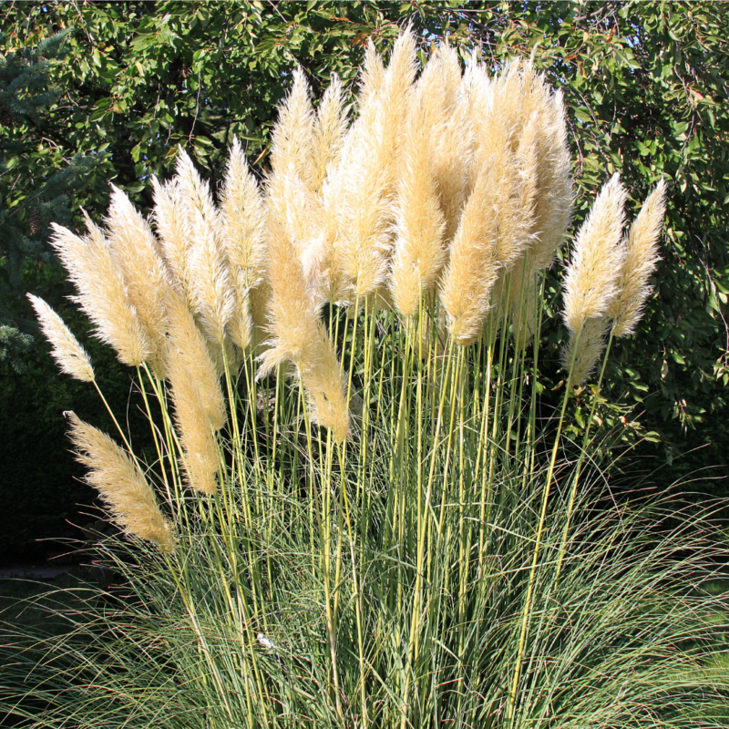 Herbe de la Pampa 'Pumila' - Cortaderia