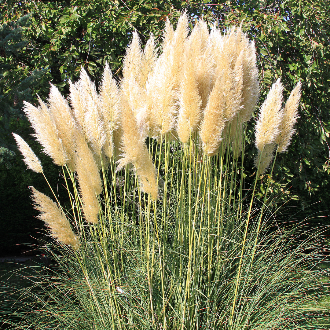 Herbe de la Pampa 'Pumila' - Cortaderia - Gardencenter.ch