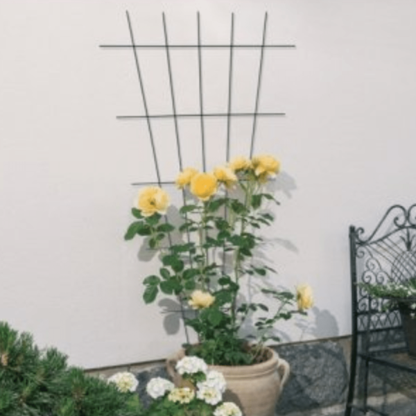 Support métallique en V anthracite pour plantes grimpantes