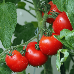 Lot d'outils pour jardin potager