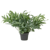 Polypode 'Blue Star' - Phlebodium