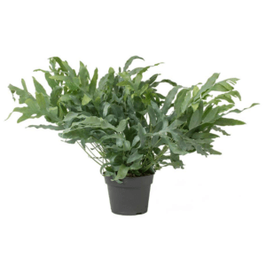 Polypode 'Blue Star' - Phlebodium