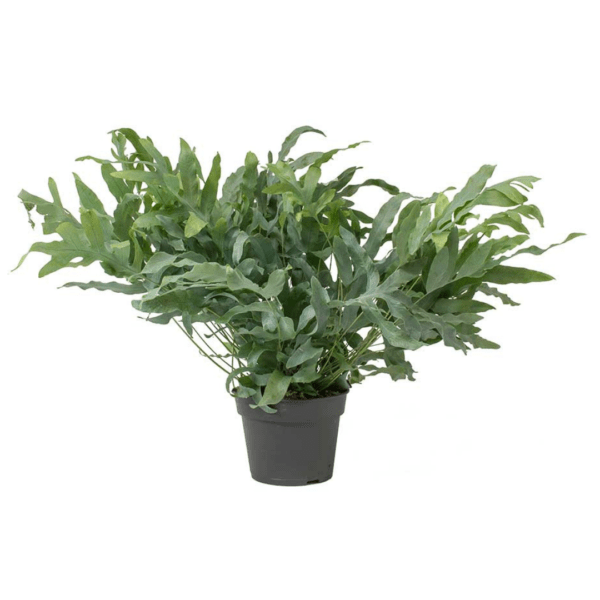 Polypode 'Blue Star' - Phlebodium